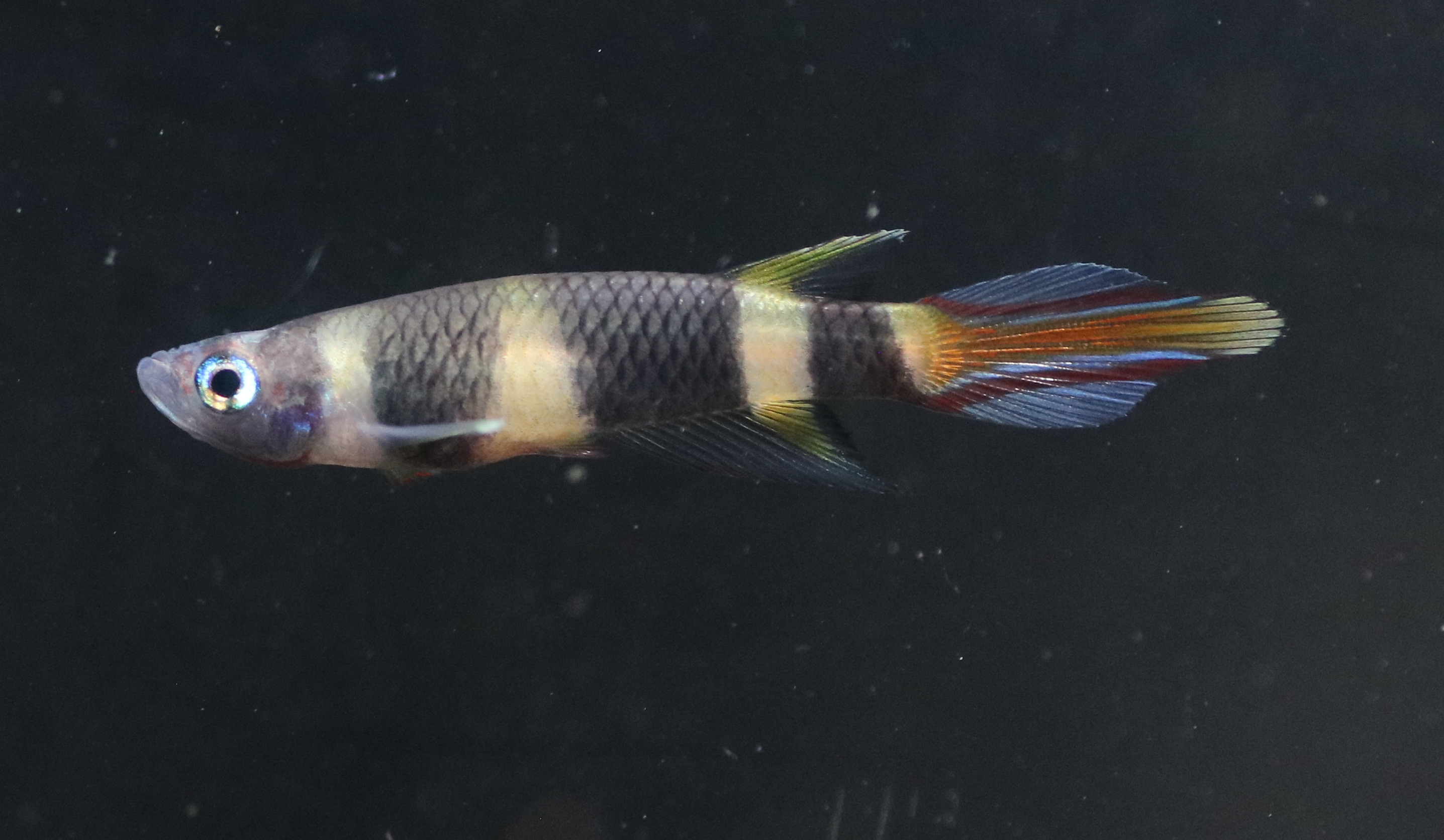 Aplocheilus Annulatus